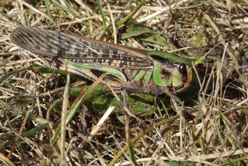 Réf. 242 342 : Locusta migratoria